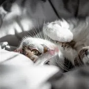 Purring Cat Sound 11 Ft Cat Purring Sound & Kittens Purring & Мурчание Кошек И Котят