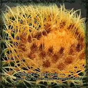Cheerful Cactus - Trap Rap Instrumental Freestyle Beat (Instrumental) (Feat. Fidel Ten)