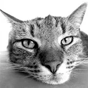 Cat Music — Cats Music Ft Dog Music & Kittens Music & Кошачья Музыка