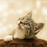Dog Music — Cats Music 6 Ft Cat Music & Kittens Music & Кошачья Музыка