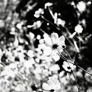 Whispersinyahead — The Feeling Is Mutual