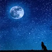 The Sound Of A Wolf Howling — The Mournful Howl Of A Hungry Wolf Ft The Sound Of The Wolf & Звук Волка & Звук Воя Волка